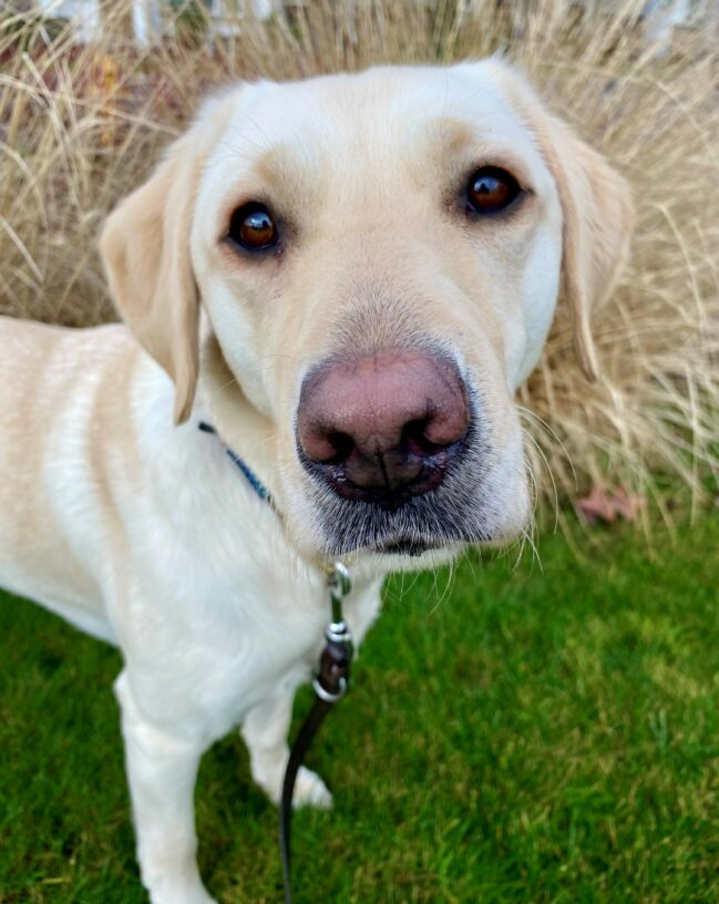 Female yellow lab, Metzi, stands and looks at the camera. Her head is in focus, close to the camera, with an endearing expression on her face. There is grass and tan bushes out of focus in the background.