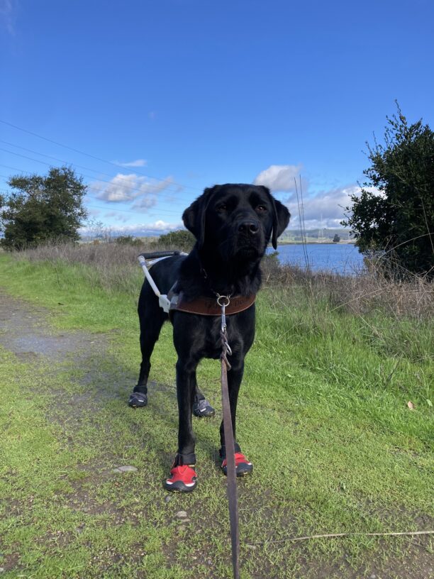 Jamboree, a brindle black Labrador Retriever, stands with her harness wearing black and red booties. She stands on a dirt trail surrounded by lush green grass. tress, and a pond in the background.