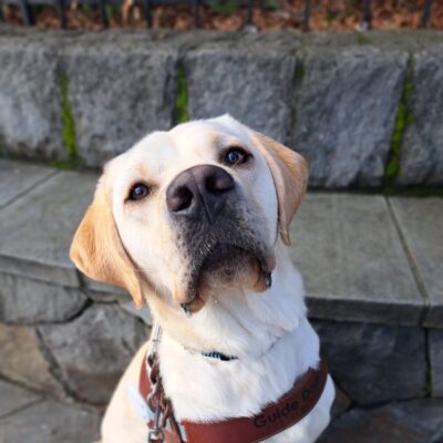 Yellow lab (Andor) sits on harness with a gray brick wall behind him.
