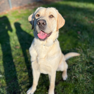 Kinley sits in a fenced in, grassy field. She's lightly panting after a big play session, and the sun is shining on her face in a way that makes her eyes a bright, golden-brown color.