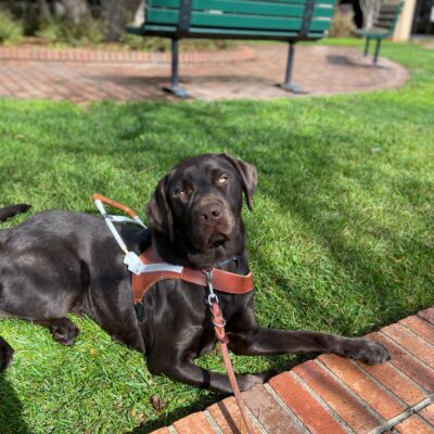 Chocolate Lab Pinecone lays in harness on the grass relaxing next to a brick pathway