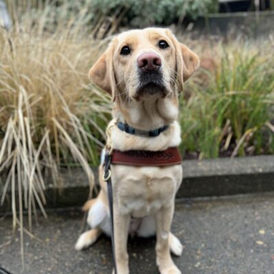 Small yellow lab, Fendi, sits in front of green and tan shrubbery. She is looking at the camera sweetly while wearing her harness.
