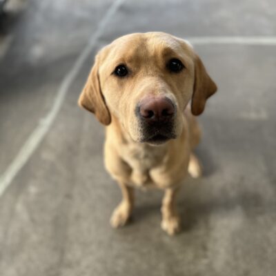 Yellow lab, Kayla, sits and looks into the camera during Community Run.