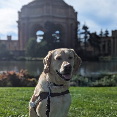 Leah, female yellow lab, sit in harness on a patch of grass across from the Palace of Fine 
Arts in San Francisco. Leah looks straight at the camera with a smile on her face, the sunshine beaming on her face from to top left. The background is blurred, but the pond and rotunda can still be seen.