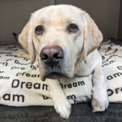 Augustus, a handsome yellow lab, is laying under a desk on a bed/tan blanket that has the word "dream" written across it. He is staring longingly past the camera with his toes hanging off the bed in anticipation of a kibble for his modeling skills. He has a perfect pink nose and soulful droopy eyes.
