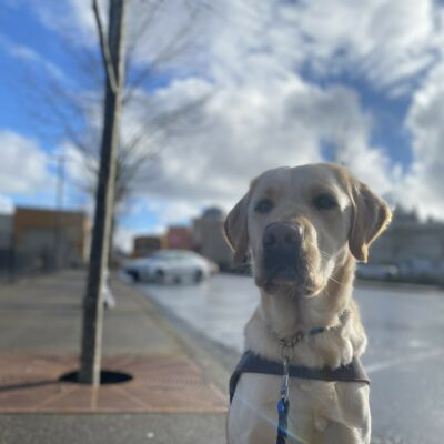 Female yellow lab/golden cross, Celine, sits on a sidewalk in her GDB harness. She looks at the camera with a stoic expression. The sun shimmers on her fur.