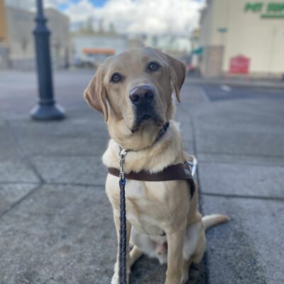 Male yellow lab, Jambo, sits on a sidewalk in his GDB harness. He looks at the camera with a slight head tilt. An outdoor shopping mall is out of focus in the background.