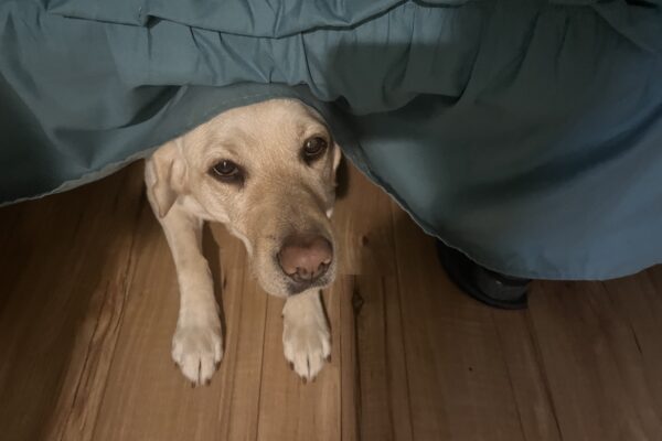 Yellow Lab Gabby emerging from a nap under the bed with green bedding.