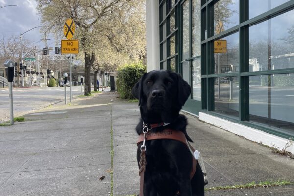 Jamboree, a brindled black Labrador Retriever sits in harness along sidewalk. Behind her you can see a building line, blue skies, and large tree in full bloom of white flowers.