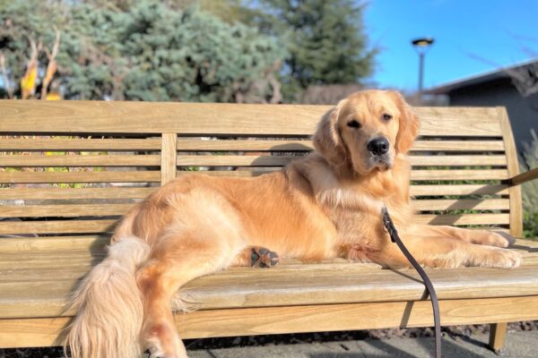 Finland, a long-coated labrador/golden cross, lies on a wooden bench on a sunny day. He is stretched out in a relaxed position and is looking directly at the camera. Green trees and a blue sky line the background.