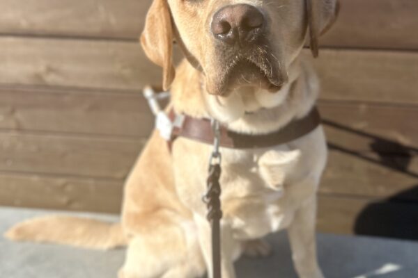 Argo, a yellow labrador retriever, is seated on a concrete bench against a backdrop of wooden planks. He is wearing a guide dog harness and looking at the camera.