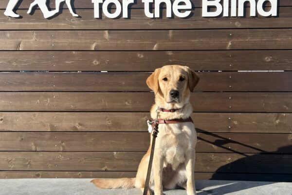 Rye, a yellow labrador/golden retriever cross, is sitting on a concrete bench against a wooden photo backdrop with the GDB logo on it. She is wearing a guide dog harness and looking at the camera with her ears perked up.