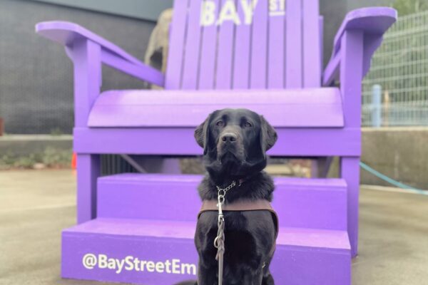 Gemstone, a female black lab, poses in front of a large purple Adirondack-style chair. She is wearing a leather GDB harness, black booties on her hind feet and is looking directly at the camera. Gray buildings and a gray, gloomy sky line the background.