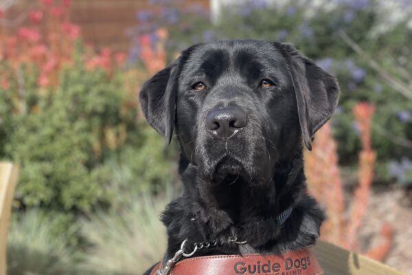 Sawyer, a male black lab, poses on a wooden bench with colorful foliage in the background. He is wearing a leather GDB harness and looking regally at the camera.