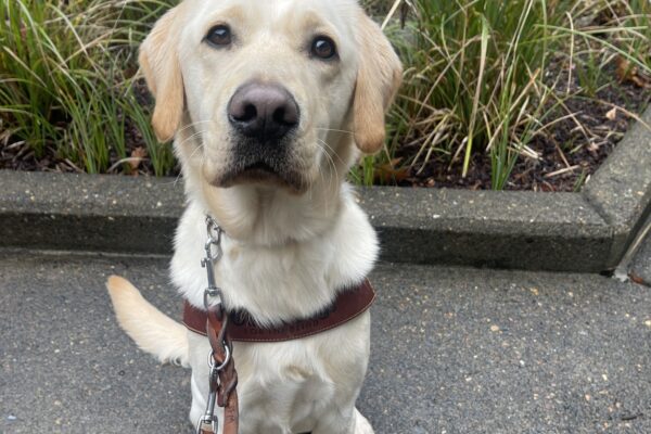 Champion, a short coated yellow Labrador/golden retriever cross sits in harness in front of some green bushes. He is looking at the camera with his head slightly tilted.