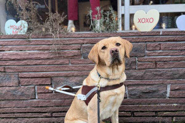 Yellow lab, Adele, sits in front of a store with Valentine's conversation hearts. She is looking into the camera seriously while wearing her harness.