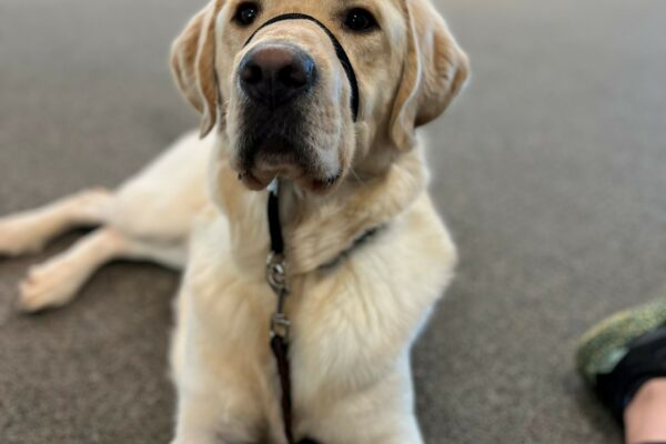 A portrait of yellow lab, Burrito.  He is laying on a carpeted floor and is looking straight into the camera with a focused look on his face.  He is wearing a black gentle leader.