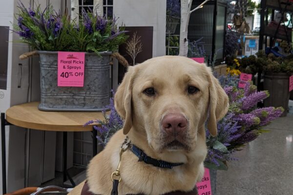 Yellow lab Brian sits in his harness in a craft store. He looks directly at the camera and purple flowers, white trees with lights, and other shelves of crafts can be seen behind him.