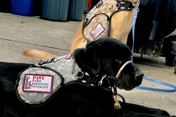 Black Lab Chandler laying down, wearing his service vest with another service dog in the background.