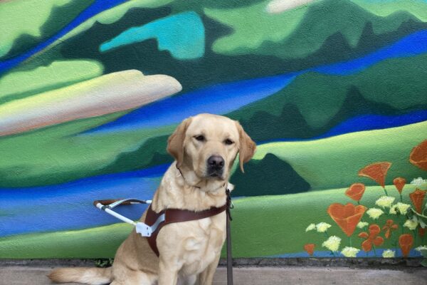 Fontaine is sitting in front of a blue and green scenery mural with hearts in the sky. She is wearing her harness and looking into the camera.