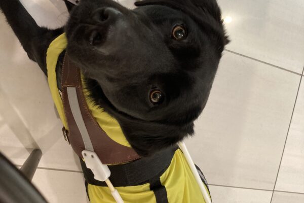 Francesca is laying at her handlers feet. Looking up at the camera while wearing a yellow raincoat and her guide harness.