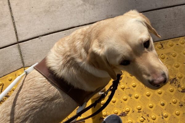 Barbara, a female yellow Labrador Retriever, looks at the camera and stands in harness at a curb edge. The point of view is from above, Barbara looks toward the handler as she stands on yellow tactile domes.