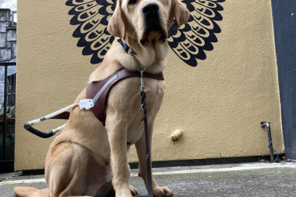 Belvedere, a male yellow Labrador Retriever, sits in harness in front a winged mural looking towards the camera.