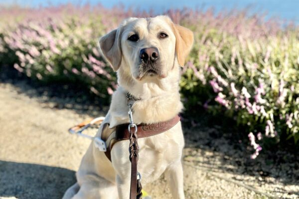 Janelle is looking towards the camera as she sits in harness wearing booties on all four paws. She is on the side of a gravel path with purple flowers and the ocean blurred behind her.