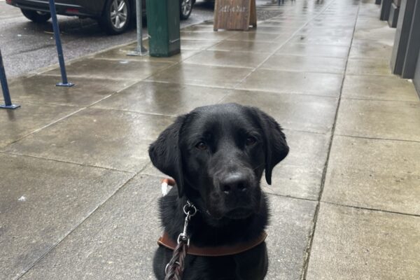 John is sitting in harness on a rain covered sidewalk in downtown Portland. He is looking at the camera with his ears perked.