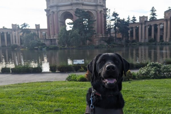 Joshua, male brindled lab, sit in harness on a patch of grass in the Palace of Fine Arts. Joshua has a smile on his face as his look off to some kibble off frame. The pond and rotunda of the Palace can been seen right behind him.