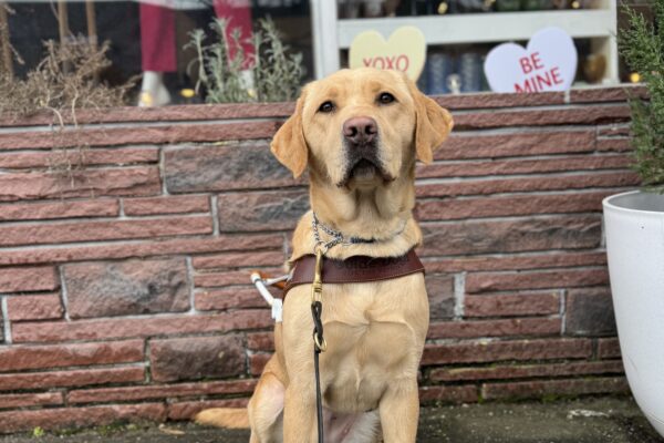 Yellow lab, Kayla, sits in front of a store with Valentine's conversation hearts. She is looking into the camera sweetly while wearing her harness.