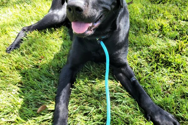 Newton laying down in a grassy area, wearing a blue leash.  He is smiling up at the camera.