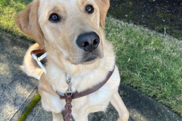 Rocket sits on a sidewalk in front of some green grass while wearing his brown leather harness. He is looking up into the camera while enthusiastically holding one paw off the ground.