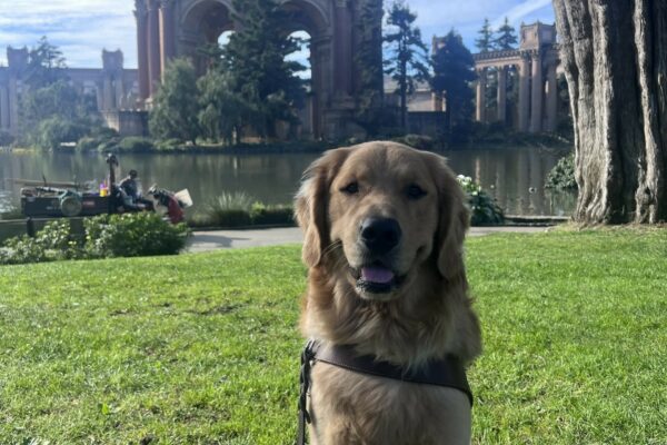 Willard is wearing his harness and sitting in front of the Palace of Fine Arts in San Francisco. He is looking at the camera with his ears perked up and mouth open in a happy smile.