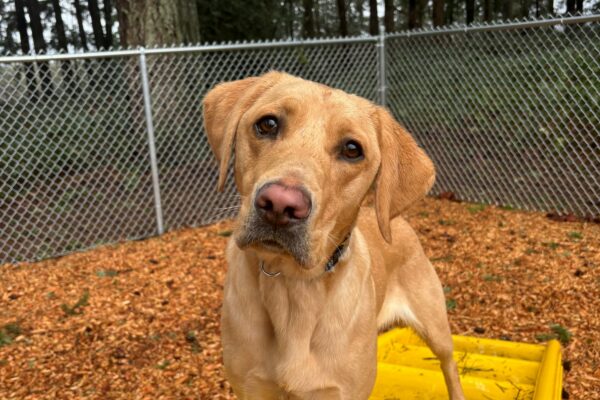 A yellow lab looks into the camera as she stands atop a yellow play structure.  Behind her are bark chips, a fence and forest.