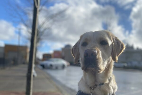 Female yellow lab/golden cross, Celine, sits on a sidewalk in her GDB harness. She looks at the camera with a stoic expression. The sun shimmers on her fur.