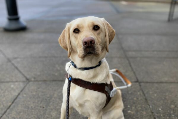 Female yellow lab, Fran, sits on a sidewalk in her GDB harness. She looks at the camera with a slight head tilt. An outdoor shopping mall is out of focus in the background.