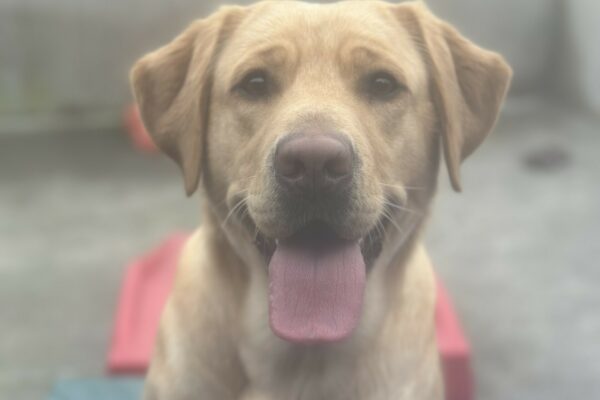 A portrait of female yellow Labrador Retriever, Gwendolyn, sitting on a green play structure in the community run area. There are blue and red play structures next to her and concrete and cyclone fencing in the background. She is looking at the camera with her mouth open and tongue out.