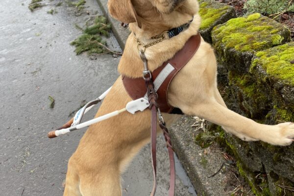 Bea is wearing her harness and proudly using her front two feet to target a low, moss covered wall at a curb edge during a sidewalkless route.