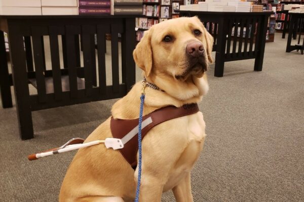 Gazpacho is sitting inside of the Barnes and Noble at Lloyd Center in Portland, OR. He’s wearing his harness, back booties, and is looking at the camera.