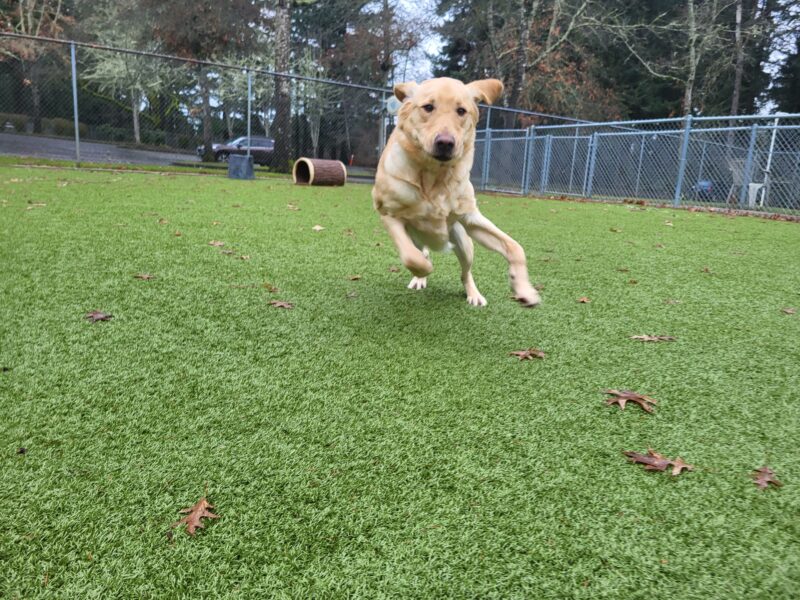 <p>Bamboo, (a Lab/Golden Cross) runs towards the camera in an enclosed turf yard.  His ears are flapping above his head.</p>