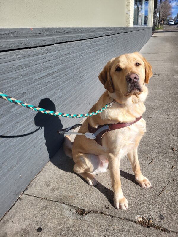 <p>Yellow Lab/Golden Cross Bamboo sits in front of a gray wall wearing his GDB harness while staring intelligently toward the camera.</p>