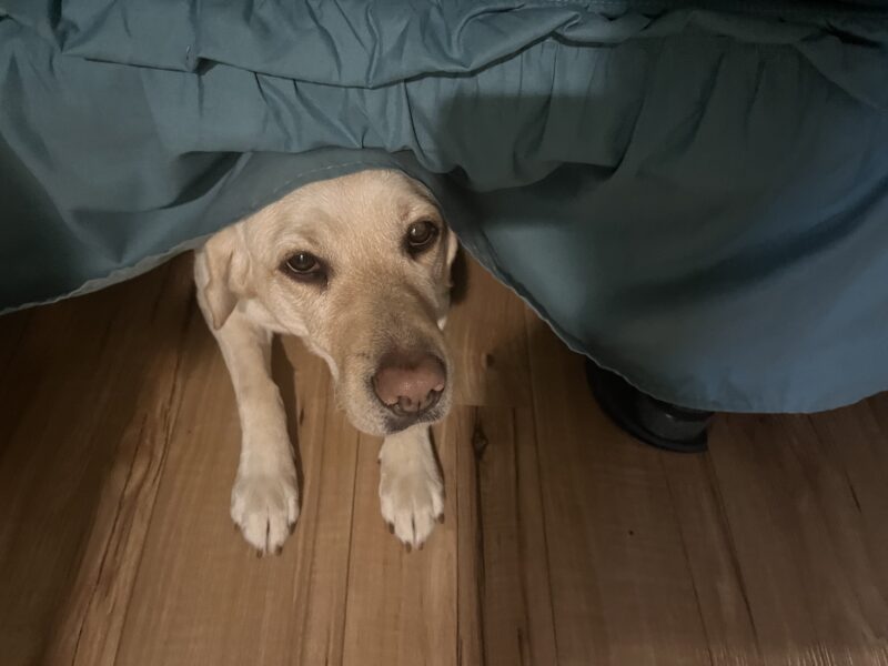 Yellow Lab Gabby emerging from a nap under the bed with green bedding.