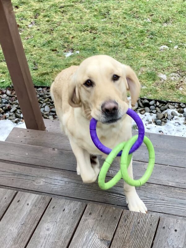 <p>Felton, a male yellow labrador/golden retriever cross, trots up the stairs onto a wooden deck.  He is holding a green and purple 3-ring tug toy in his mouth.</p>