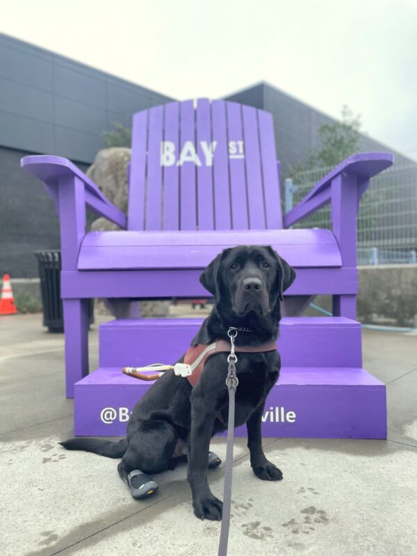 Neptune, a male black lab, poses in front of a large purple Adirondack-style chair. He is wearing a leather gdb harness, black booties on his hind feet and is looking directly at the camera. Gray buildings and a gray, gloomy sky line the background.
