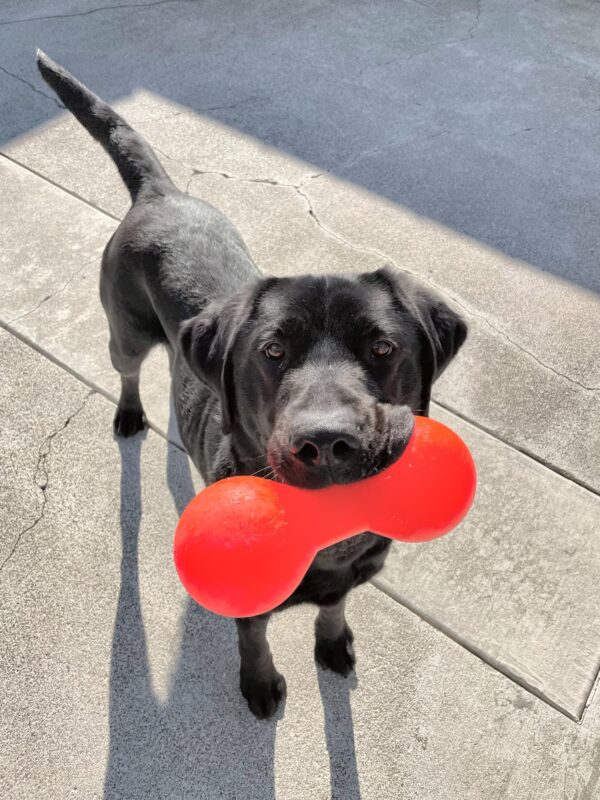 Neptune, a male black lab, stands with a large orange dumbbell shaped toy in his mouth.