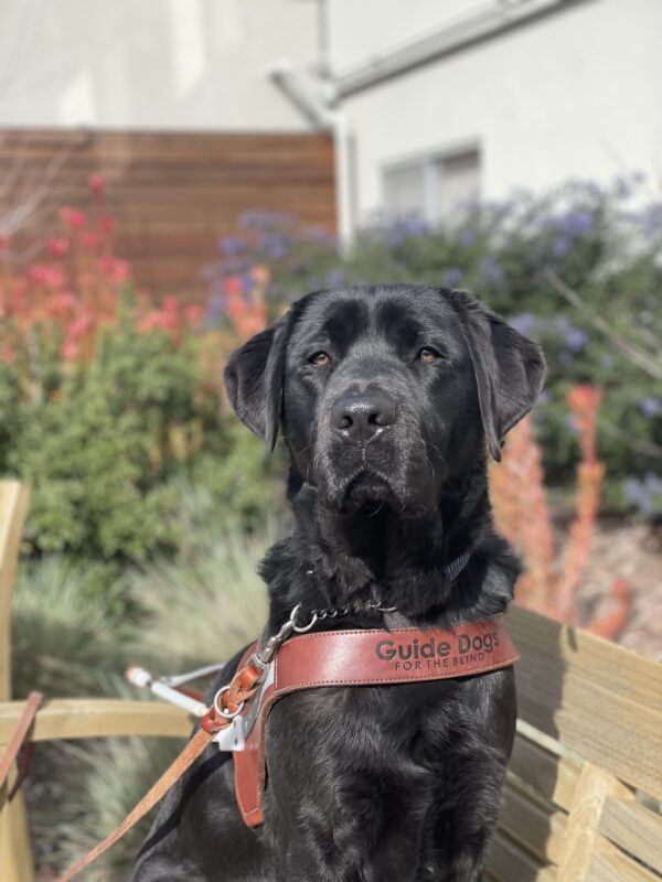 <p>Sawyer poses on a wooden bench with colorful foliage in the background. He is wearing a leather GDB harness and looking regally at the camera.</p>