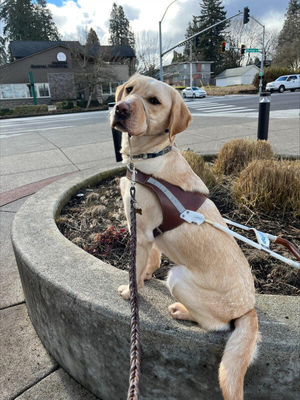 Anders is sitting in profile facing to the left on a low wall of a planter. He is wearing his Guide Dog harness and a tan Gentle Leader. In the background is a busy intersection with cars and a traffic signal.