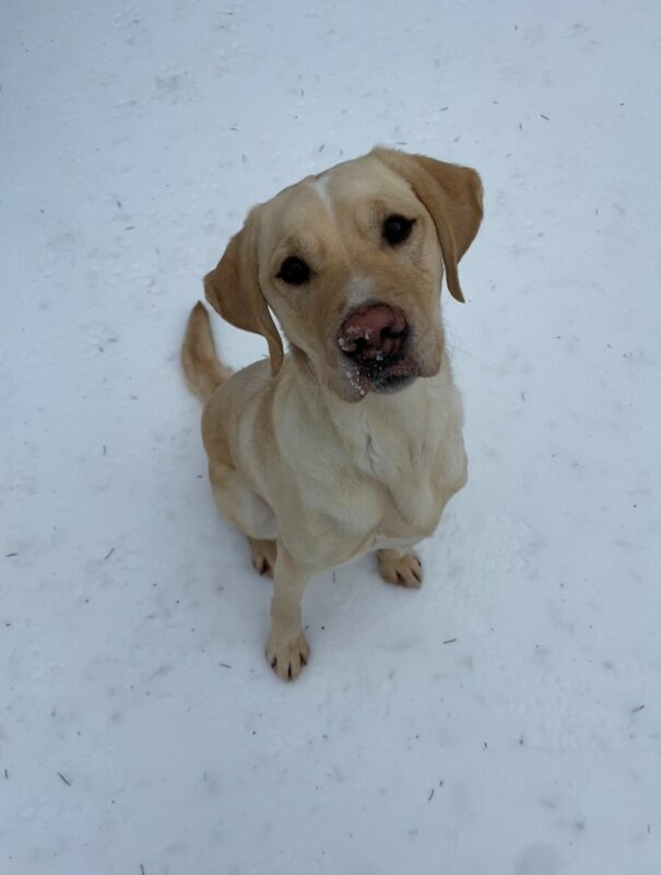 Anders is sitting in the snow facing the camera. He has a sprinkling of snow stuck on his nose and upper lip.