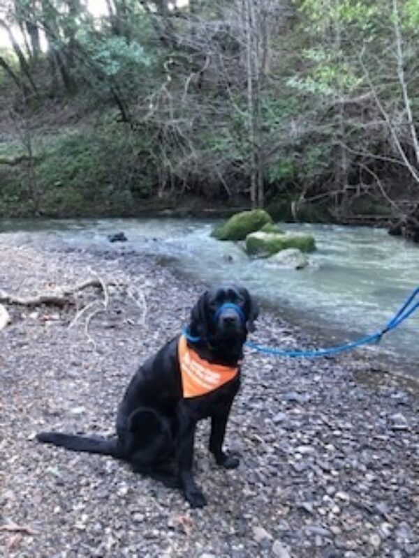 <p>Aramis, a male black labrador, sits on the bank of a creek.  There is water rushing past him on the right and he is wearing an orange “Foster Care” neck scarf.</p>